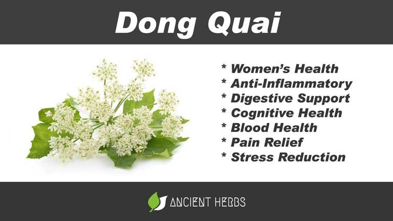 dong quai benefits