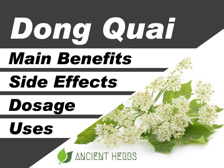 Dong Quai