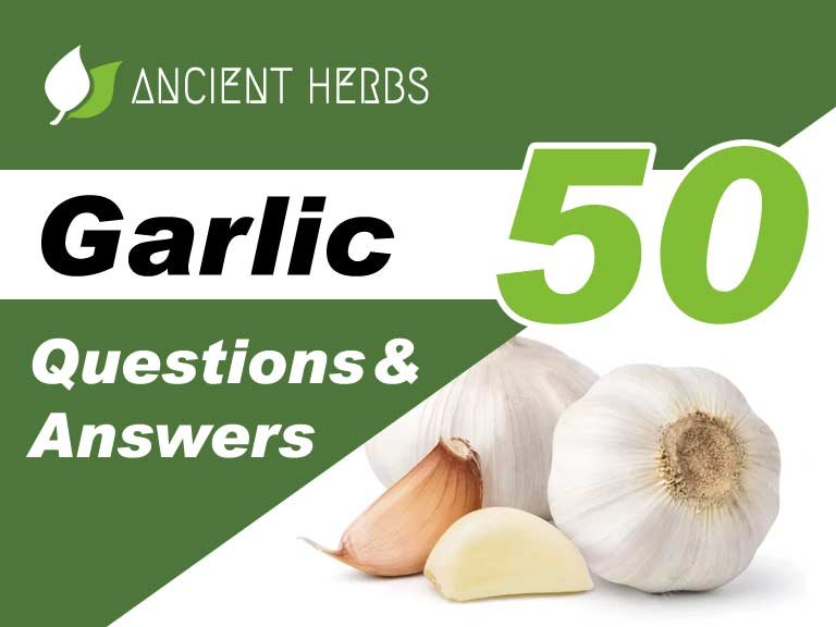Garlic