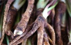 Dong Quai Root