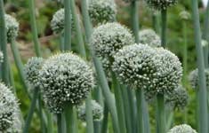 Garlic Flower