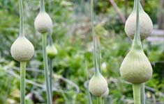 Garlic scape