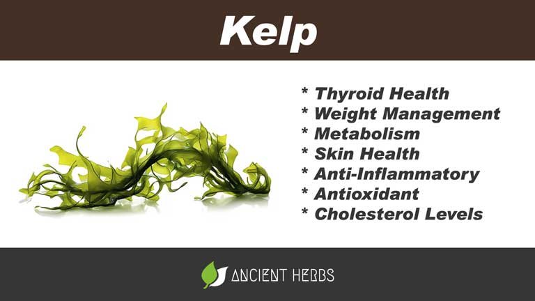 kelp benefits