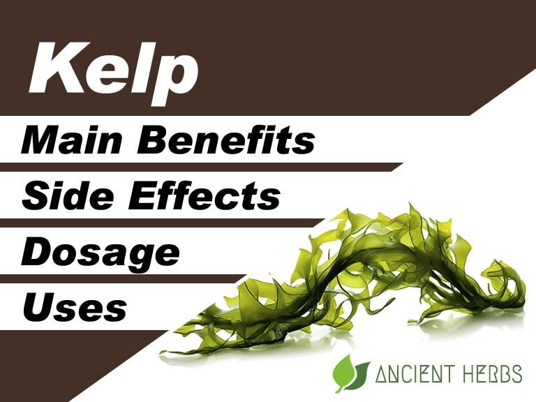 Kelp