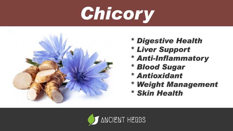 chicory benefits