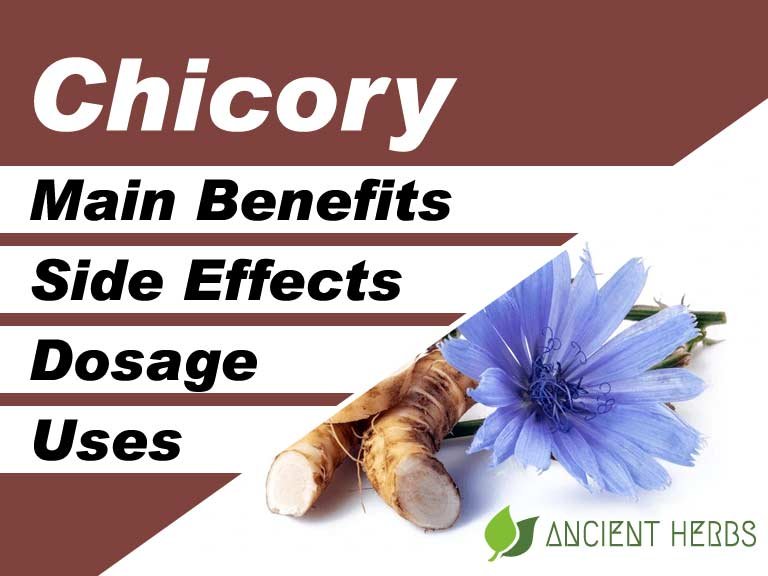 Chicory
