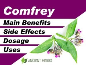 Comfrey Benefits, Uses, Dosage & Side Effects