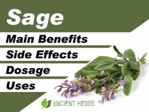 Sage Benefits, Uses, Dosage & Side Effects