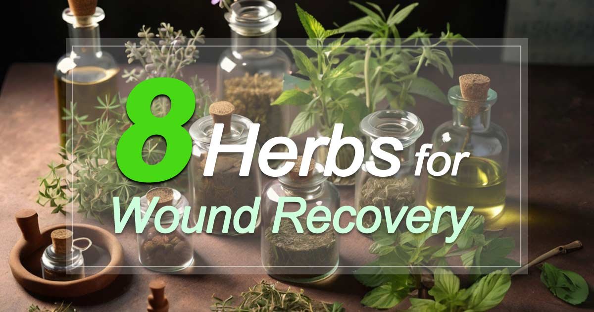 Herbs for Wound Recovery