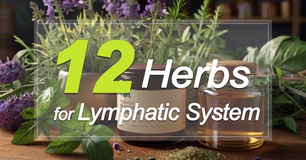 Herbs for Lymphatic System
