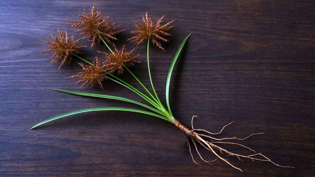 Nagarmotha (Nut Grass)