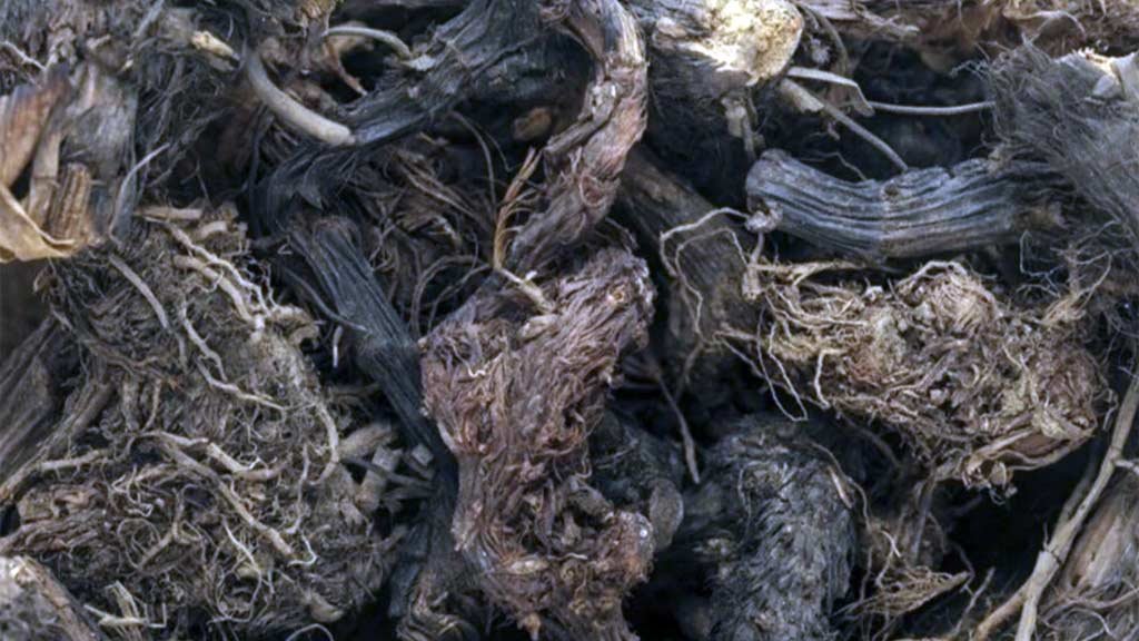 Nardostachys Jatamansi Root