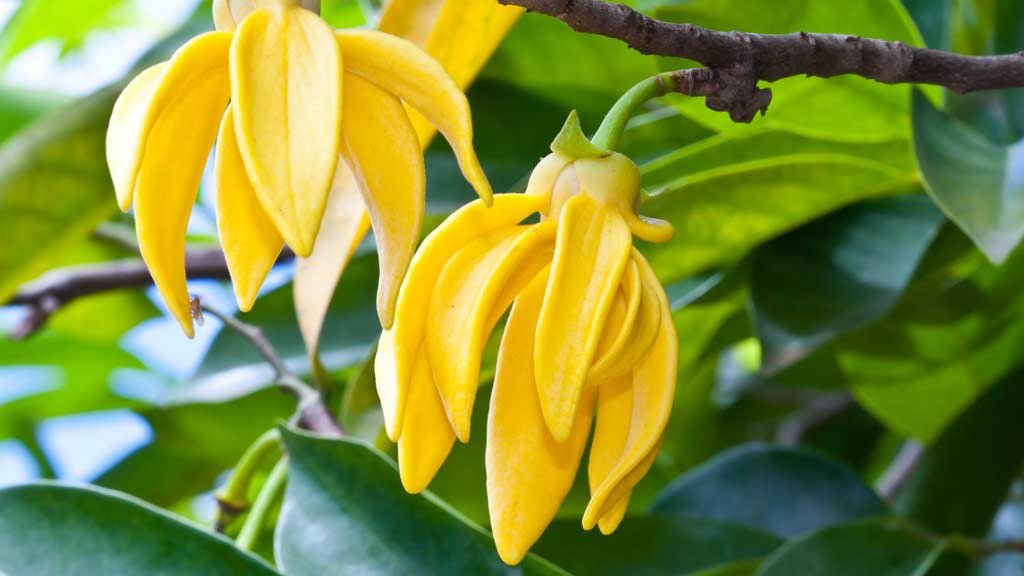 Ylang Ylang