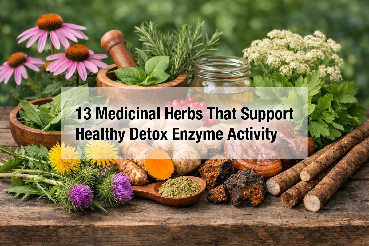 13 Medicinal Herbs That Support Healthy Detox Enzyme Activity