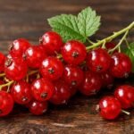Redcurrant