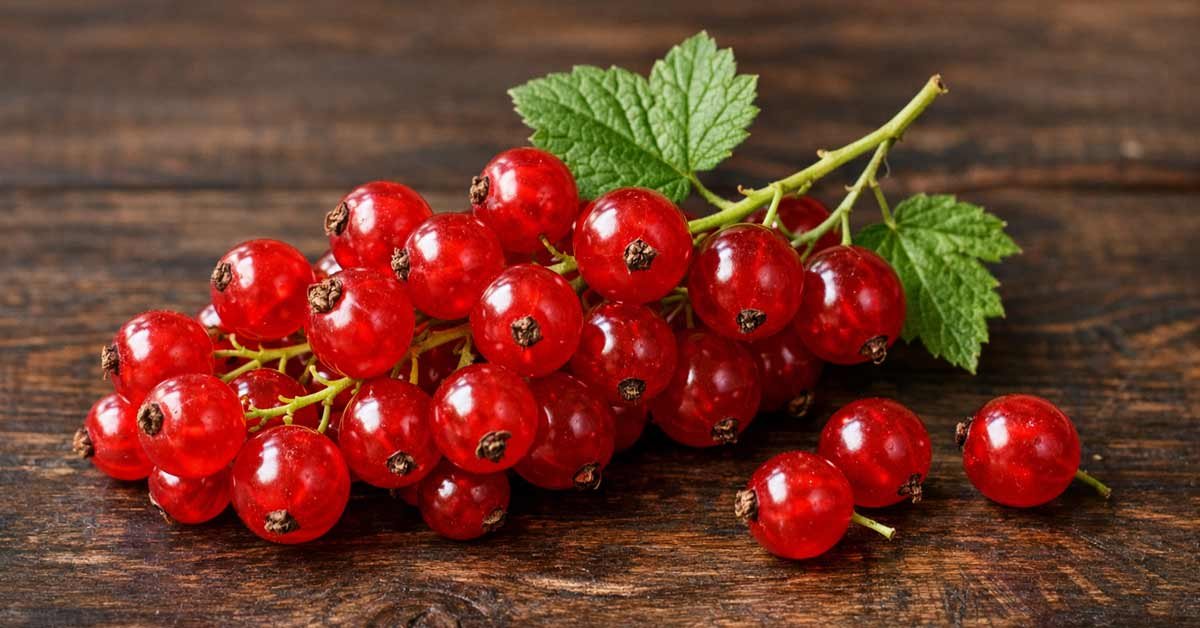 Redcurrant