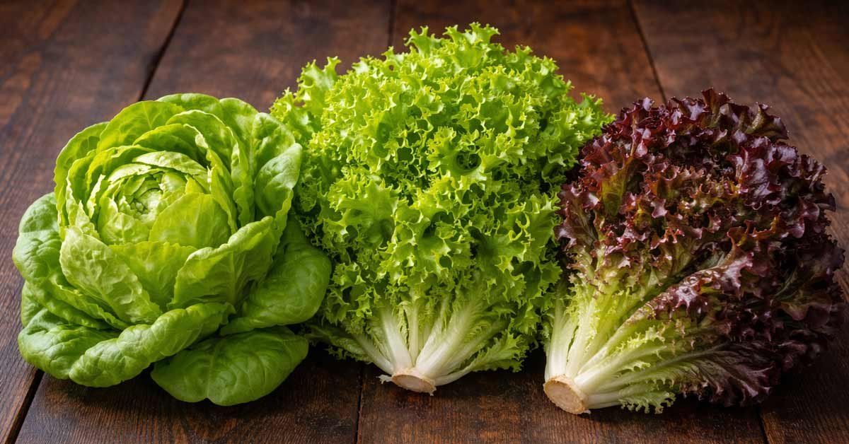 Lettuce
