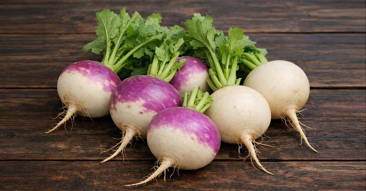 Turnip Root