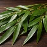 Bamboo Leaf