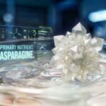 Amino Acid Asparagine