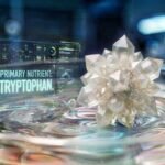 Amino Acid Tryptophan